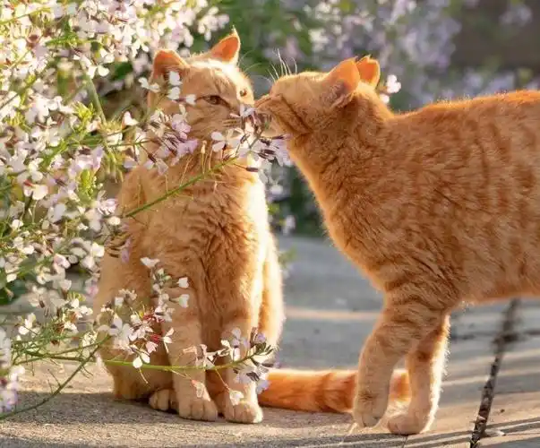 来看看猫咪的恩爱日常!太甜啦#秀恩爱意外社死现场
