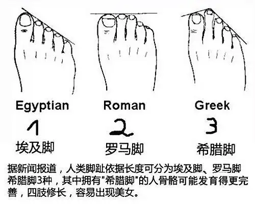 拇趾,二趾和三趾相同长,后两趾短【劳碌命】如果脚趾的拇指连着第二和