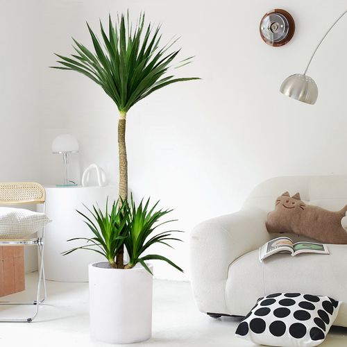 龙须树盆栽客厅风水树绿植大型室内龙血树办公室吸甲醛植物太空铁