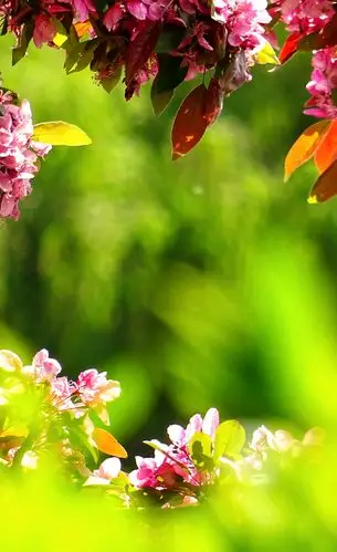 唯美的图片总能带来美好的心情