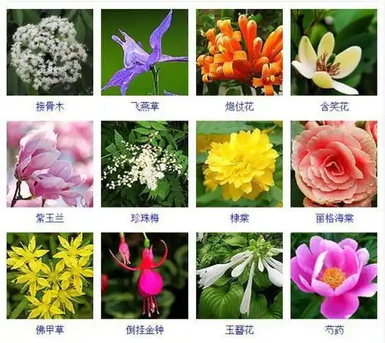 400种观花植物品种大全值得收藏