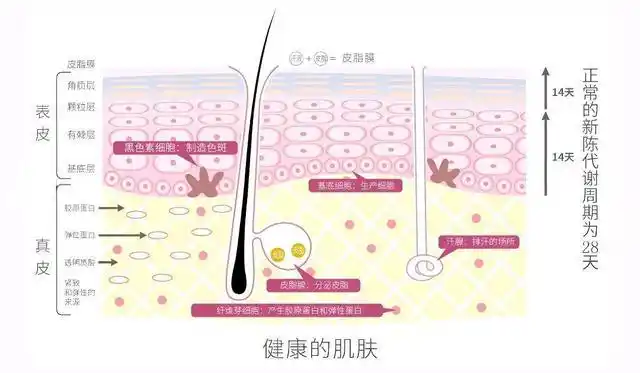 敏感皮肤也需要去角质的原理!