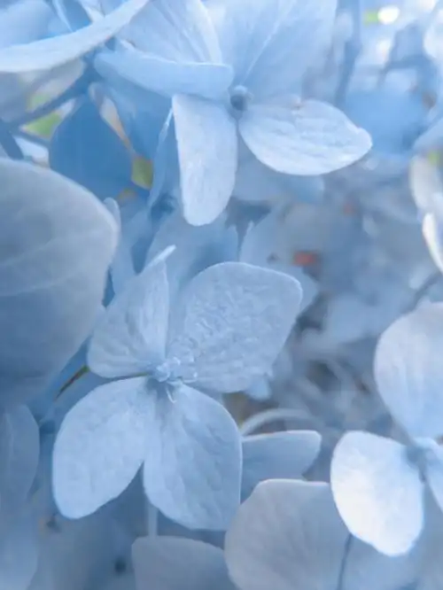 快看冰蓝色绣球花