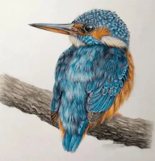 彩铅手绘入门动物鸟类超写实彩铅画彩铅动物画超真实