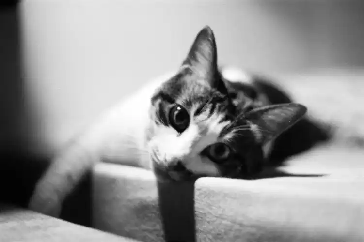 黑白胶片的高冷主子