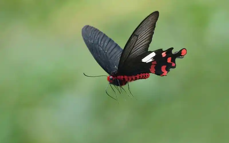 黑蝴蝶飞行翅膀昆虫
