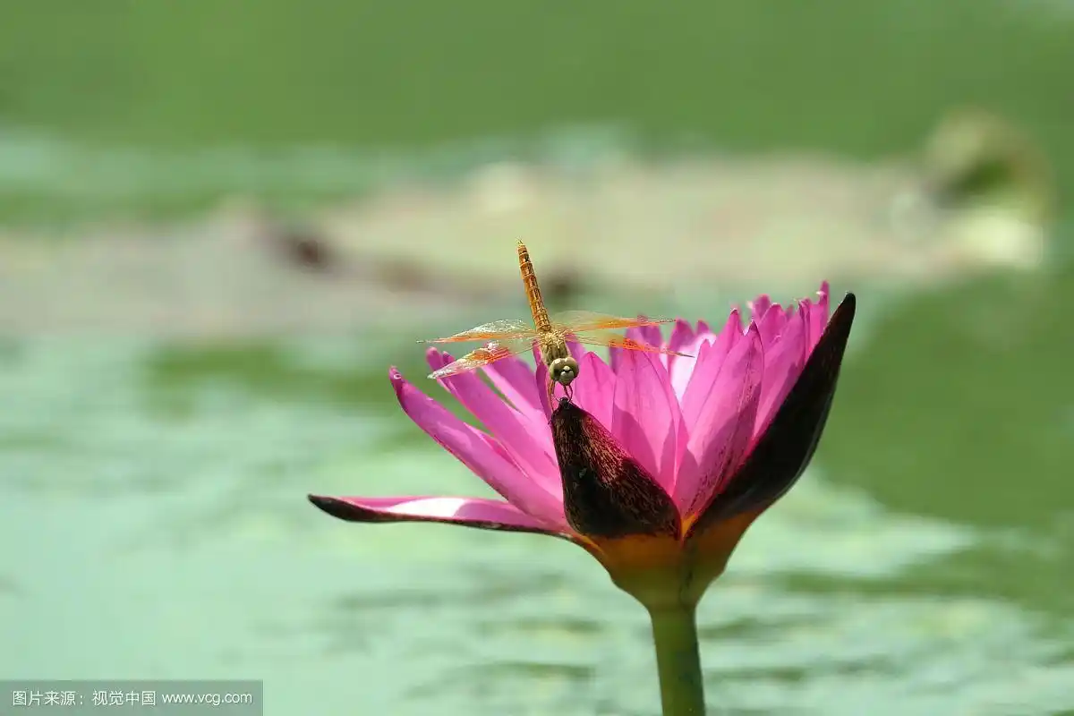 蜻蜓在粉红色的花上