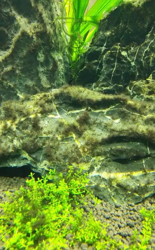 黑毛藻怎么清除啊除了下药