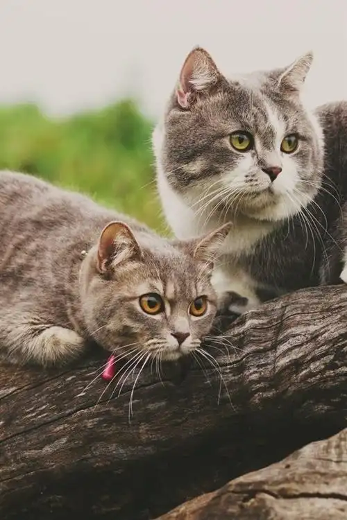 两只可爱的猫休息