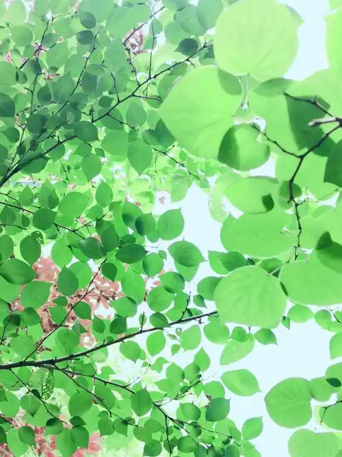 透过树叶红叶加绿叶组成一种我眼里的美