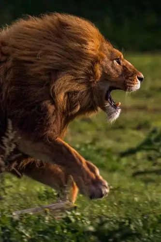 壁纸 狮子奔跑,速度 3840x2160 uhd 4k 高清壁纸, 图片, 照片