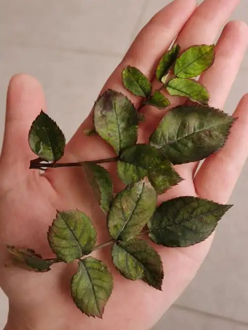 月季红蜘蛛我的处理步骤