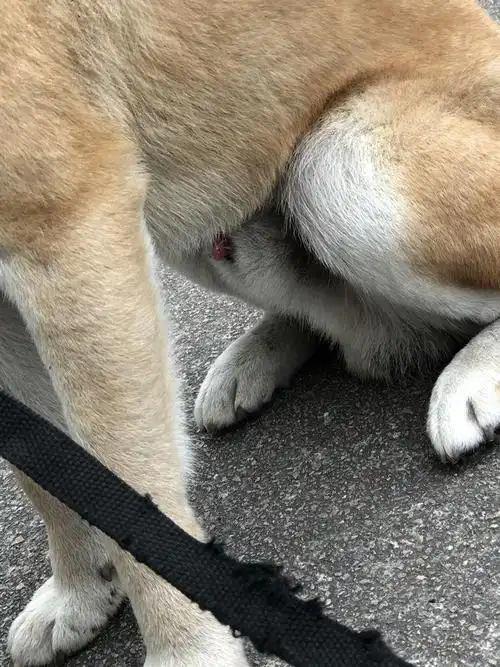 狗狗尿尿的地方变红了,怎么回事?