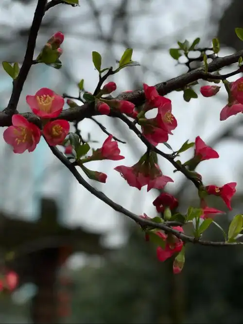 红梅花坚韧不拔,美丽动人,非常好看,大气,让人依依不舍.