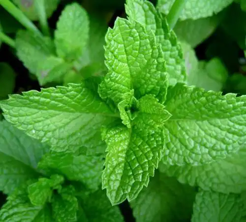 中草药:薄荷的妙用