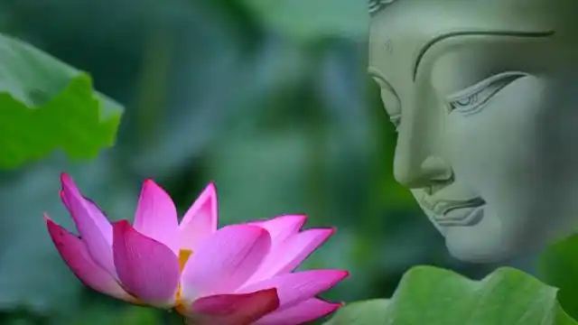 最美的禅乐 一首《佛前最美的莲》送给天下有缘人!