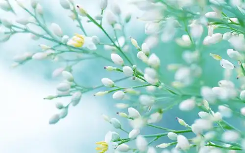 电脑壁纸 花卉 植物 遇见小清新南天竹