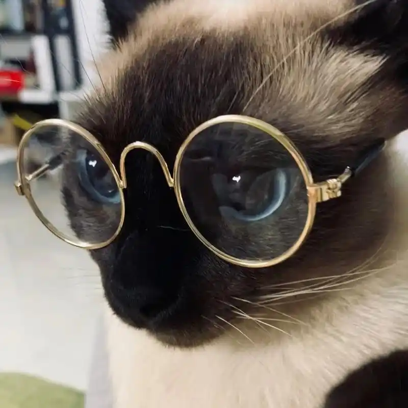 暹罗猫戴上眼镜,像不像斯文败类?