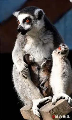 淮安动物园里生机盎然
