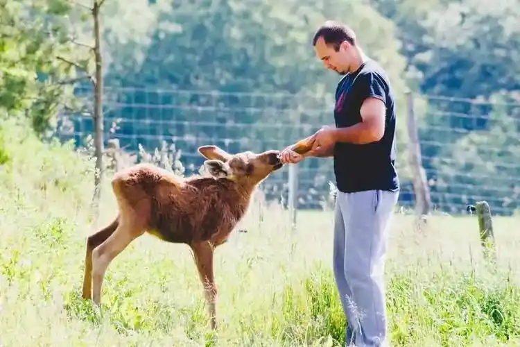 他救过一头小驼鹿 小驼鹿把他当爸爸每天回来看他