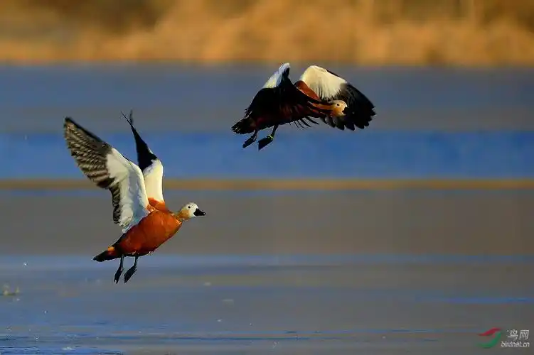 你劈腿吧我走了