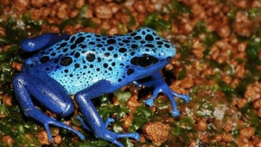 世界十大最毒的动物排行榜疟蚊第3第1能毒死两万只老鼠