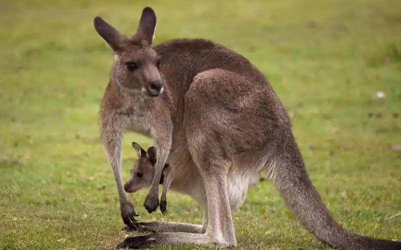 动物,袋鼠,动物,电脑壁纸,壁纸澳大利亚袋鼠图片