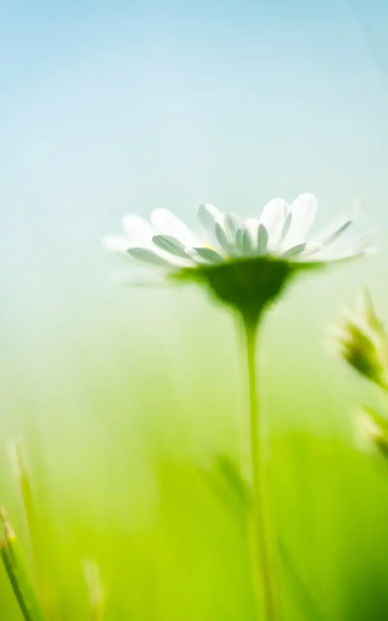 魅族mx2唯美景色手机壁纸,蓝色星空下的大海,绿色清新的小植物,气势