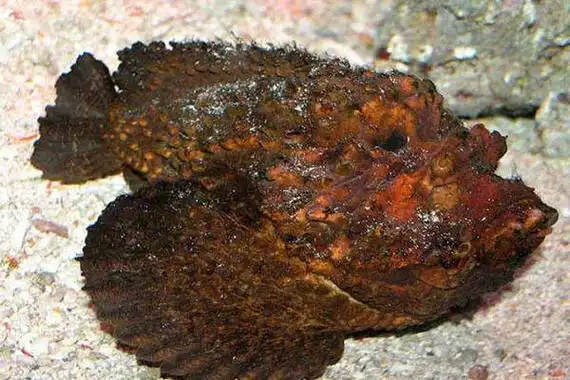 世界十大最毒的动物排行榜