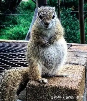 两年前救松鼠一命后从没忘记,现在放心把最爱的宝贝生