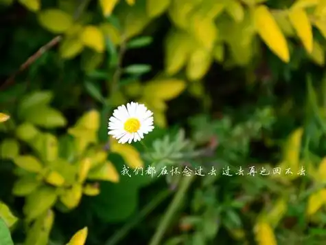 怀念文字图片_怀念美好的过去