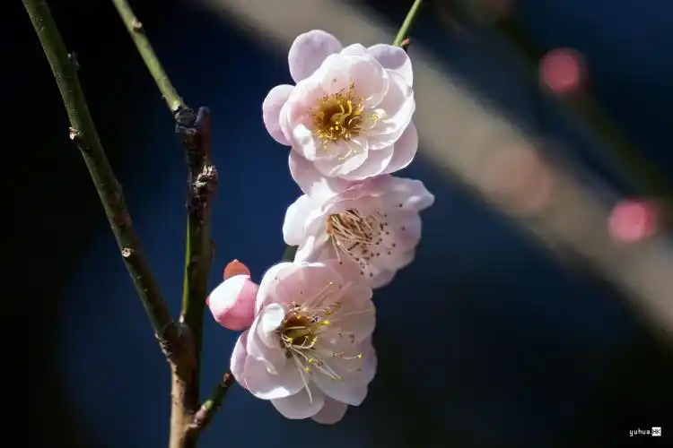 潮塘宫粉梅花(二)