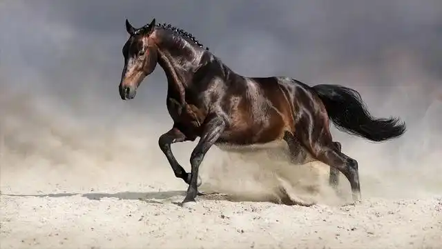 马的种类及图片和介绍,马的种类及图片大全(盘点全球八大马匹)