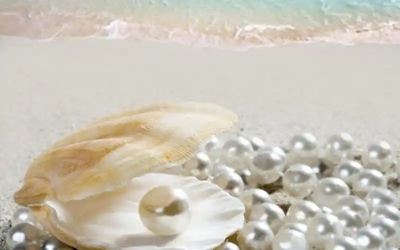 珍珠漂亮外表的背后故事,高清壁纸,摄影图片,静物写真-回车桌面