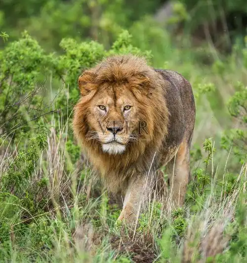 猫科动物大型猫科动物狮子野生动物保护区国家公园塞伦盖蒂国家公园自