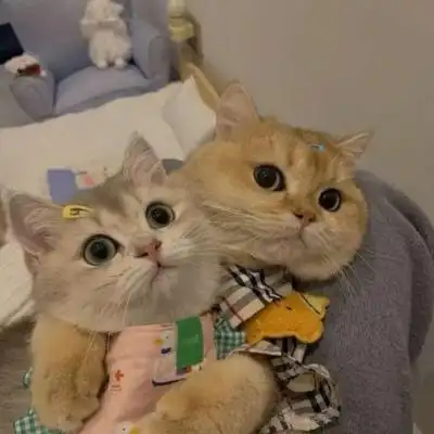 可爱双人双张猫咪情头图片