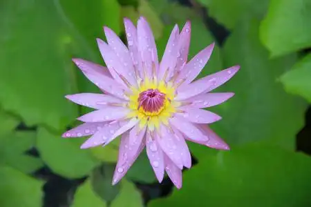 纯风景紫色莲花花顶视图池中的花瓣上有一些滴水,象征纯洁和佛教,学名