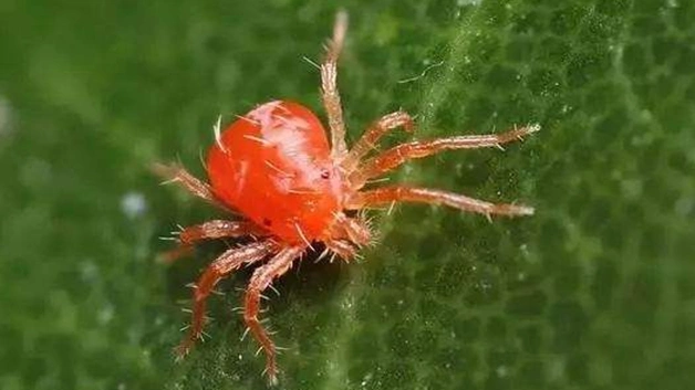 红蜘蛛指的是什么虫