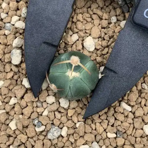 仙人球白刺翠平丸