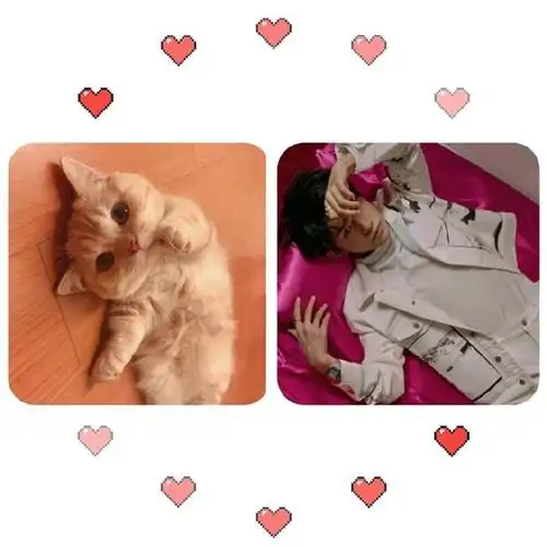 易烊千玺模仿猫咪表情证据有,猫咪和崽崽傻傻分不清