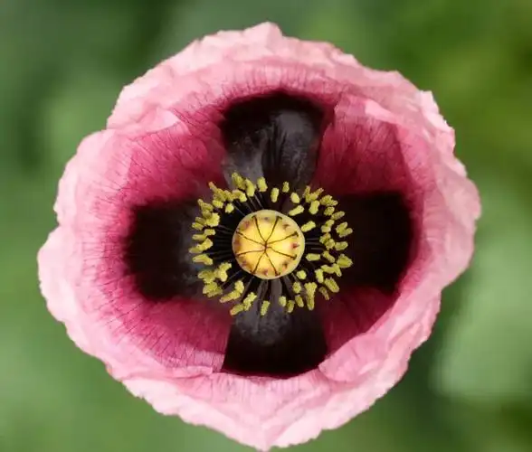 罂粟!居然有人非法种植!该怎么罚?-搜狐大视野-搜狐新闻