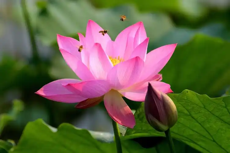 2020年夏荷美拍集锦送给好友们,祝2021年的每一天都有好心情