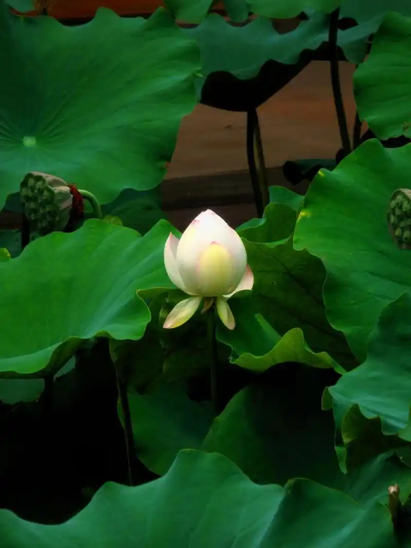 你喜欢清新高雅的荷花吗?