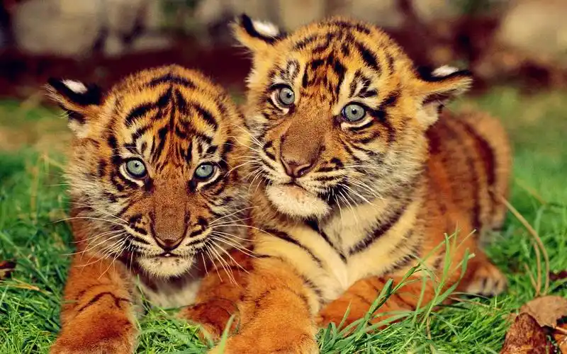 秦岭野生动物园内可爱小老虎们的玩耍日常