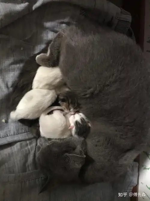 有人养了白猫77英短蓝猫串出来的猫咪吗想知道小猫咪长大后大概会