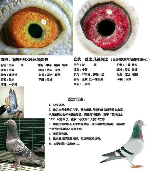高手赛鸽配对心得图解,让你大饱眼福!