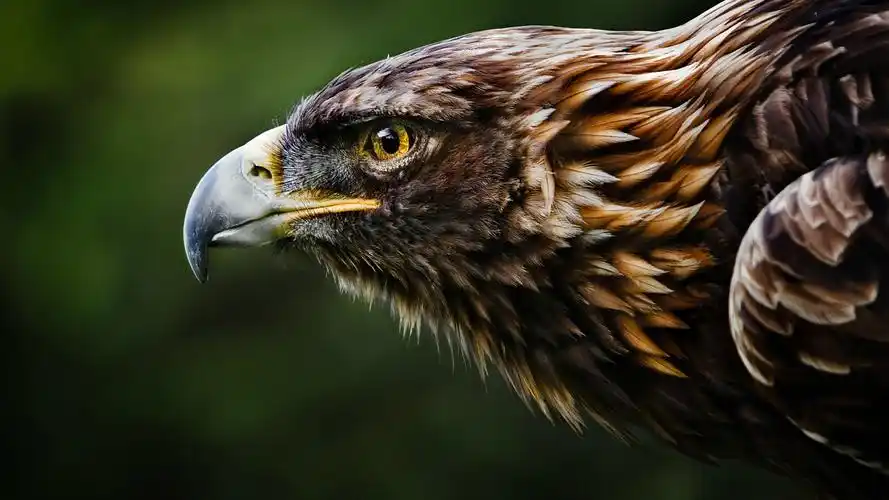 动物,动物,鸟类,鹰,电脑壁纸,壁纸翱翔的鹰