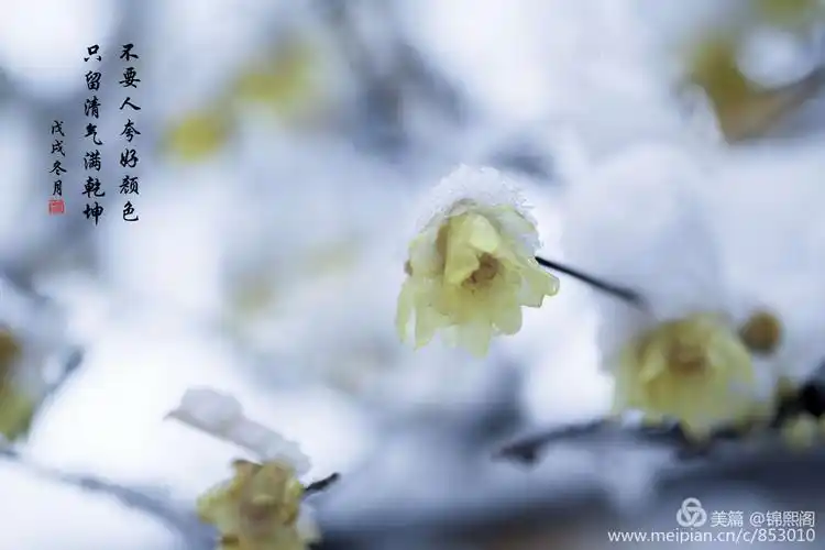 傲雪梅花花更艳