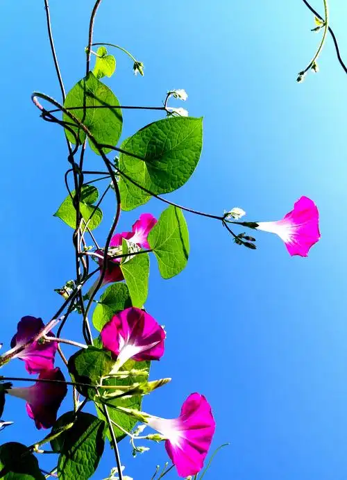 大自然恩赐百花来点缀世界!