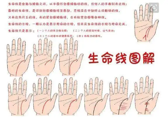 生命线就是起自食指至拇指之间的那条线.生命线本身不代表寿命的长短.